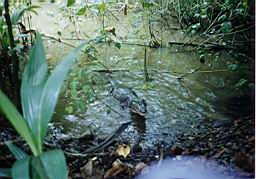 27 Cahuita cocodrilo Roberto.jpg